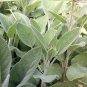 SAGE, BROAD LEAF, HEIRLOOM, ORGANIC, 20+ SEEDS, DELICIOUS DRIED OR FRESH