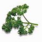 PARSLEY, TRIPLE CURLED,  HEIRLOOM, ORGANIC 25+ SEEDS, GREAT FRESH OR DRIED HERB