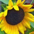 GOLDEN SUNFLOWER 25+ SEEDS ORGANIC HEIRLOOM, THE CLASSIC SUNFLOWER