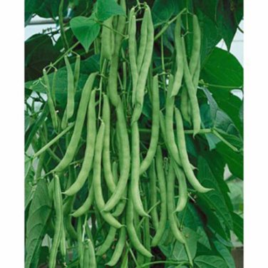 BEAN, KENTUCKY WONDER POLE GREEN BEAN, HEIRLOOM, ORGANIC 20+ SEEDS, CLASSIC BEAN