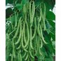 BEAN, KENTUCKY WONDER POLE GREEN BEAN, HEIRLOOM, ORGANIC 20+ SEEDS, CLASSIC BEAN