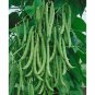 BEAN, KENTUCKY WONDER POLE GREEN BEAN, HEIRLOOM, ORGANIC 20+ SEEDS, CLASSIC BEAN
