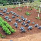 Vegetable Garden Collection, Large, Heirloom, Organic Seeds, 30 Top Varieties