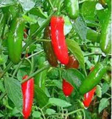 SERRANO PEPPER, LONG RED THIN,  HEIRLOOM, ORGANICLY GROWN 25+ SEEDS