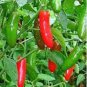 SERRANO PEPPER, LONG RED THIN,  HEIRLOOM, ORGANICLY GROWN 25+ SEEDS