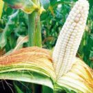 CORN, WHITE, HOWELL'S EVERGREEN,  HEIRLOOM, ORGANIC 20+ SEEDS, DELICIOUS N SWEET