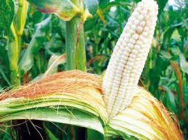 CORN, WHITE, HOWELL'S EVERGREEN,  HEIRLOOM, ORGANIC 20+ SEEDS, DELICIOUS N SWEET