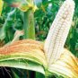 CORN, WHITE, HOWELL'S EVERGREEN,  HEIRLOOM, ORGANIC 20+ SEEDS, DELICIOUS N SWEET