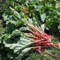 SWISS CHARD, RHUBARB, HEIRLOOM, ORGANIC 25+SEEDS, SWEET CRISP LEAVES & RED STEMS