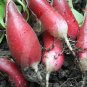 RADISH, FRENCH BREAKFAST , HEIRLOOM, ORGANIC 50+ SEEDS, TASTY LONG SALAD RADISH