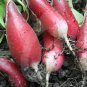 RADISH, FRENCH BREAKFAST , HEIRLOOM, ORGANIC 50+ SEEDS, TASTY LONG SALAD RADISH