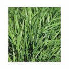 CHIVES, , HEIRLOOM, ORGANIC 25+ SEEDS, GREAT FRESH/ DRIED HERB