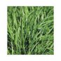 CHIVES, , HEIRLOOM, ORGANIC 25+ SEEDS, GREAT FRESH/ DRIED HERB