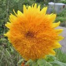 SUNFLOWER, GIANT SUNGOLD 20+ SEEDS ORGANIC LARGE BEAUTIFUL VIVID COLORFUL BLOOMS