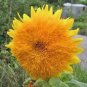 SUNFLOWER, GIANT SUNGOLD 20+ SEEDS ORGANIC LARGE BEAUTIFUL VIVID COLORFUL BLOOMS