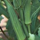 OKRA, EMERALD,  HEIRLOOM, ORGANIC 25+ SEEDS, GREAT VARIETY FOR COOKING, PICKLING