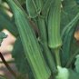 OKRA, EMERALD,  HEIRLOOM, ORGANIC 25+ SEEDS, GREAT VARIETY FOR COOKING, PICKLING