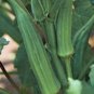 OKRA, EMERALD, HEIRLOOM, ORGANIC 25+ SEEDS, GREAT VARIETY FOR COOKING, PICKLING