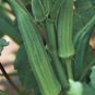 OKRA, EMERALD, HEIRLOOM, ORGANIC 25+ SEEDS, GREAT VARIETY FOR COOKING, PICKLING