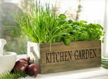 Herb Garden Collection, Small, Heirloom, Organic Seeds, Great for Small Garden