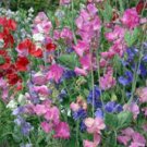 SWEET PEA,  25+ SEEDS ORGANIC NEWLY HARVESTED, GREAT CUT FLOWER