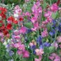 SWEET PEA,  25+ SEEDS ORGANIC NEWLY HARVESTED, GREAT CUT FLOWER