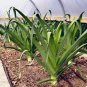 LEAK, AMERICAN FLAG, 25+ SEEDS HEIRLOOM ORGANIC,CRISP SWEET FLAVOR GREAT TASTING