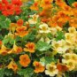 NASTURTIUM, TALL, JEWEL MIX, 25+ SEEDS ORGANIC NEWLY HARVESTED, BEAUTIFUL
