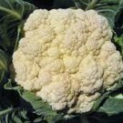 CAULIFOWER, SNOWBALL Y, HEIRLOOM, ORGANIC 25+ SEEDS, LARGE,DELICIOUS AND HEALTHY