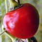 PEPPER, LARGE HOT CHERRY , HEIRLOOM, ORGANIC 20+ SEEDS, GREAT FRESH N COOKED