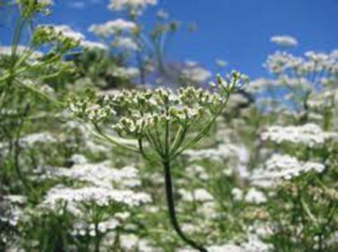 CUMIN,  HEIRLOOM, ORGANIC, 25+ SEEDS, DELICIOUS SEEDS, LEAVES GREAT FOR SALADS