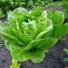 LETTUCE, BUTTERHEAD BUTTERCRUNCH, HEIRLOOM, ORGANIC 25+ SEEDS, DELICIOUS GREENS