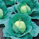 CABBAGE, GOLDEN ACRE,  HEIRLOOM, ORGANIC 25+ SEEDS, TASTY HEALTHY VEGGIE