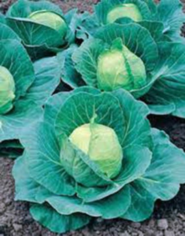 CABBAGE, GOLDEN ACRE,  HEIRLOOM, ORGANIC 25+ SEEDS, TASTY HEALTHY VEGGIE