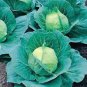 CABBAGE, GOLDEN ACRE, HEIRLOOM, ORGANIC 25+ SEEDS, TASTY HEALTHY VEGGIE