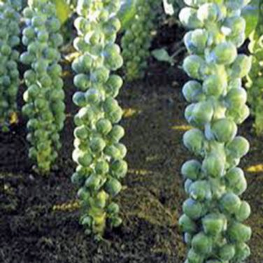BRUSSEL SPROUTS, LONG ISLAND, HEIRLOOM, ORGANIC 25+ SEEDS, DELICIOUS VEGGIE