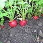 RADISH, CHAMPION, HEIRLOOM, ORGANICLY GROWN 50+ SEEDS, PERFECT SALAD RADISH
