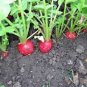 RADISH, CHAMPION, HEIRLOOM, ORGANICLY GROWN 50+ SEEDS, PERFECT SALAD RADISH