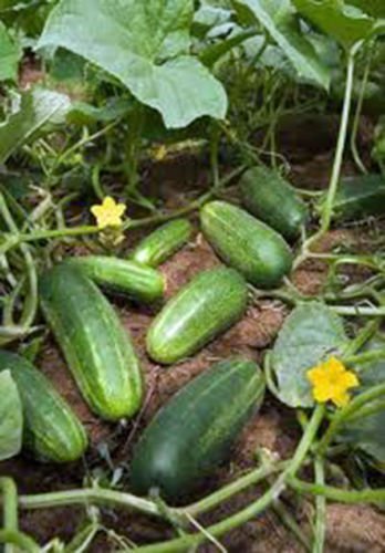 CUCUMBER, MARKETER, HEIRLOOM, ORGANIC 25+ SEEDS, TASTY, GREAT FOR SALADS/SNACKS