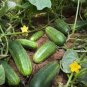 CUCUMBER, MARKETER, HEIRLOOM, ORGANIC 25+ SEEDS, TASTY, GREAT FOR SALADS/SNACKS