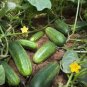 CUCUMBER, MARKETER, HEIRLOOM, ORGANIC 25+ SEEDS, TASTY, GREAT FOR SALADS/SNACKS