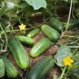 CUCUMBER, MARKETER, HEIRLOOM, ORGANIC 25+ SEEDS, TASTY, GREAT FOR SALADS/SNACKS
