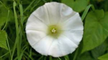 SNOW WHITE MORNING GLORY, PEARLY GATES 25+ SEEDS ORGANICLY GROWN