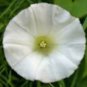 SNOW WHITE MORNING GLORY, PEARLY GATES 25+ SEEDS ORGANICLY GROWN