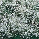 BABY'S BREATH 100+ SEEDS ORGANIC NEWLY HARVESTED, BEAUTIFUL SNOW LIKE BLOOMS