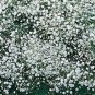 BABY'S BREATH 100+ SEEDS ORGANIC NEWLY HARVESTED, BEAUTIFUL SNOW LIKE BLOOMS