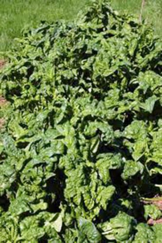 SPINACH, BLOOMDALE LONG STANDING,  HEIRLOOM, ORGANIC 25+ SEEDS, GREAT FOR SALADS