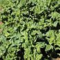 SPINACH, BLOOMDALE LONG STANDING, HEIRLOOM, ORGANIC 25+ SEEDS, GREAT FOR SALADS