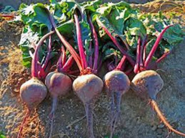 BEETS, EARLY WONDER,  HEIRLOOM, ORGANICLY GROWN 25+ SEEDS