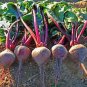 BEETS, EARLY WONDER, HEIRLOOM, ORGANICLY GROWN 25+ SEEDS